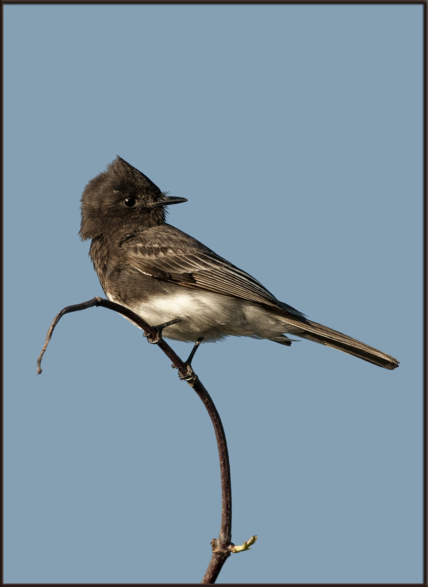 Black Phoebe