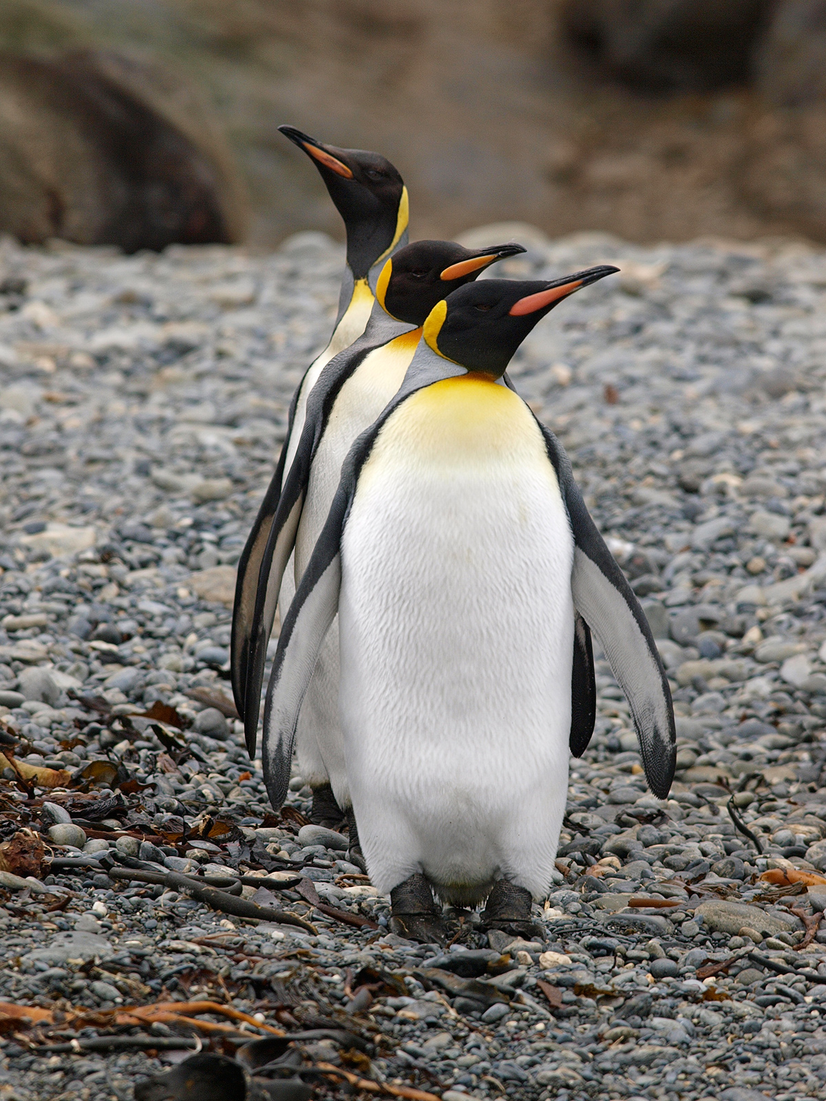 King Penguins - WC #782