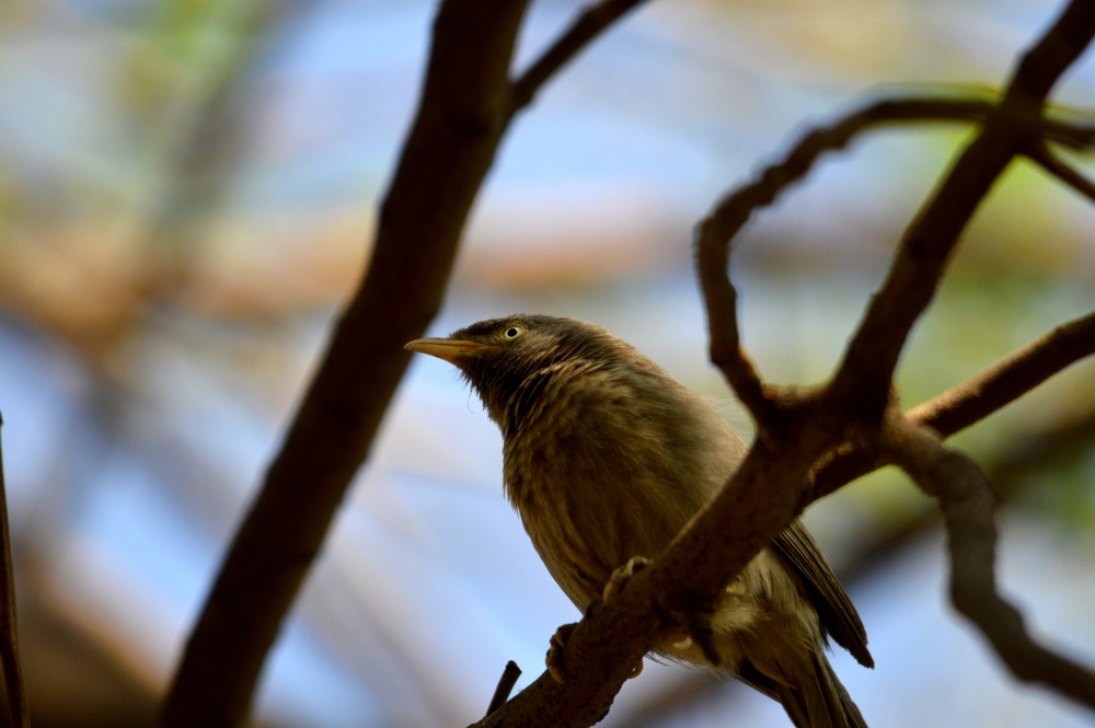 Yellow-billed Babbler