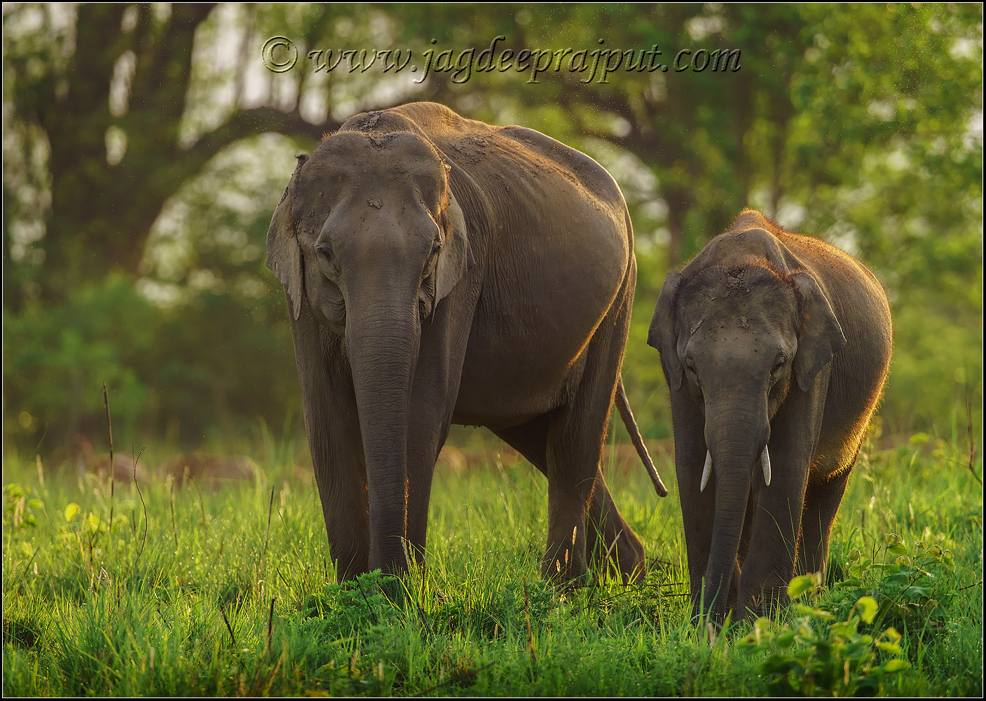Young elephants