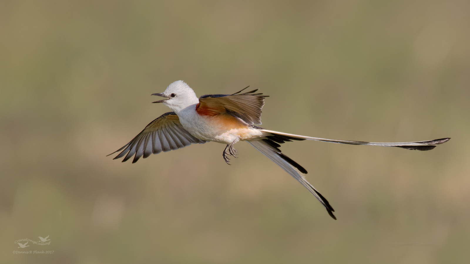 Flight Shot