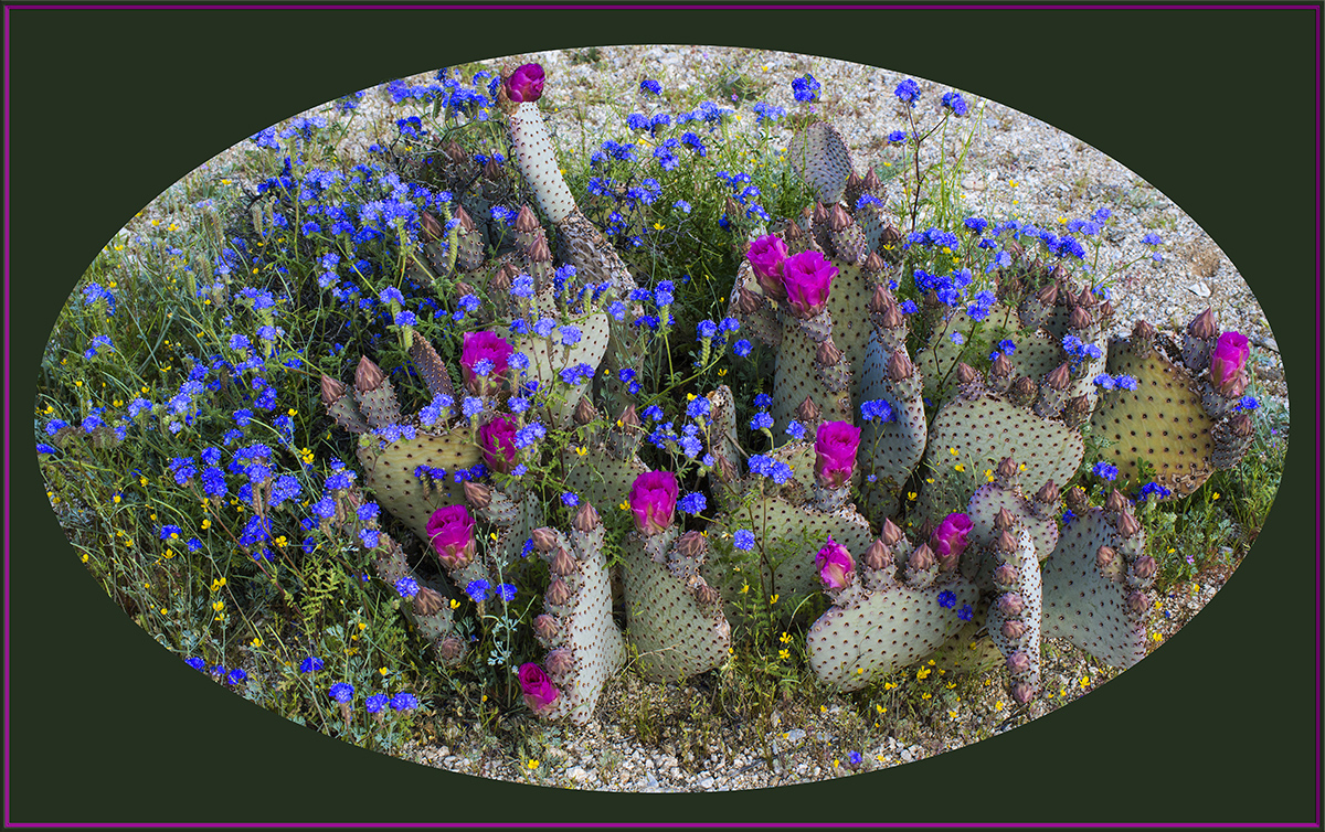 Wild Cactus