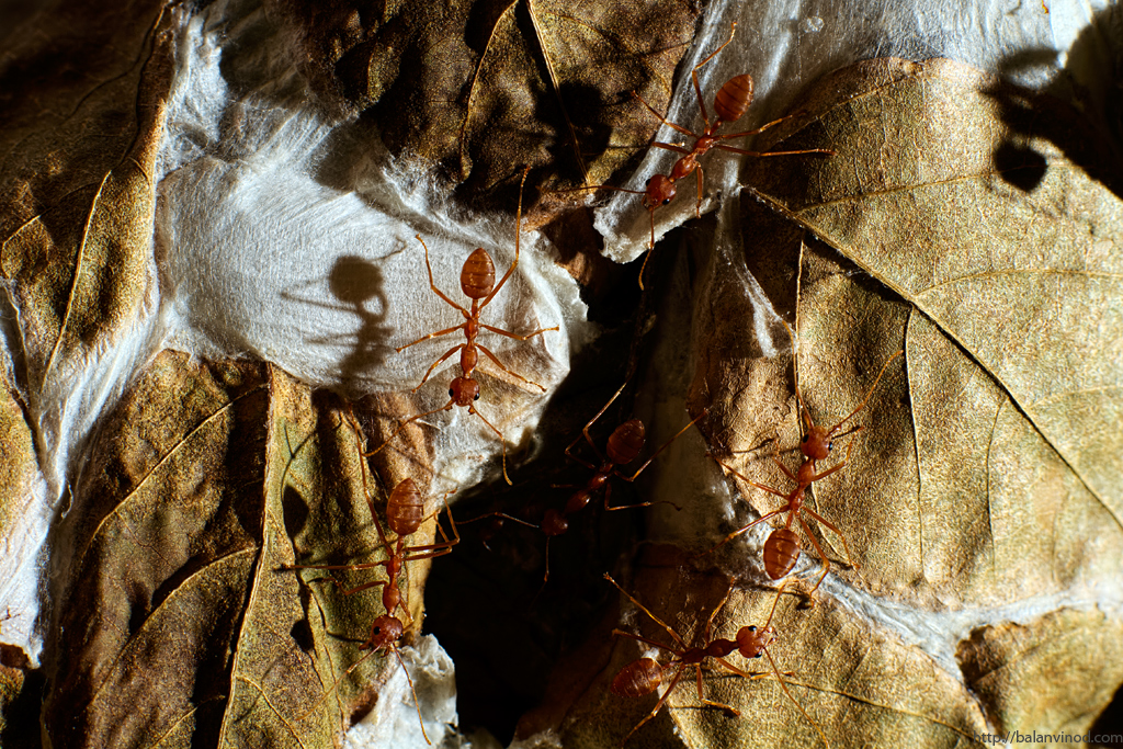 Ant Architechture