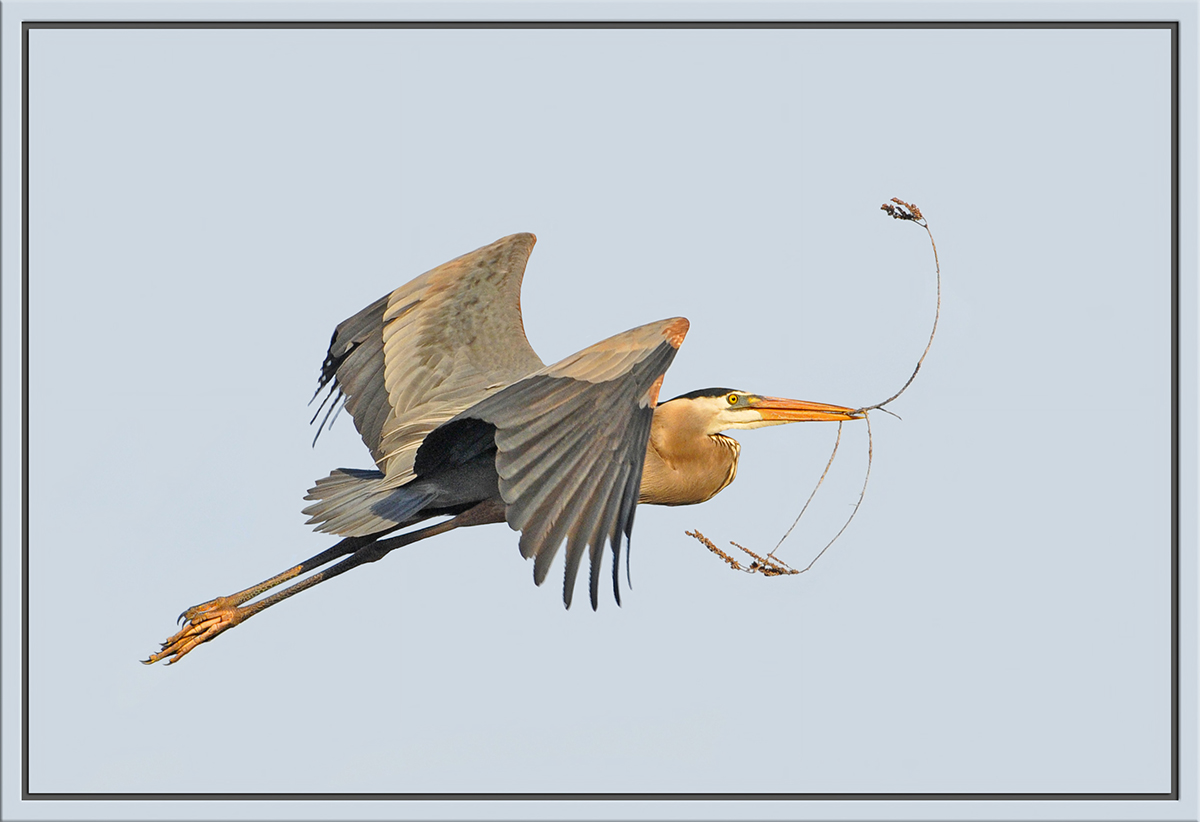Nest-Building