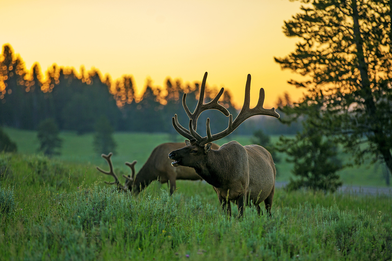 Elk at Sunrise