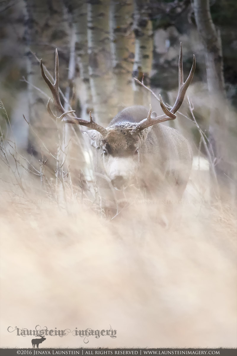 Through The Grass