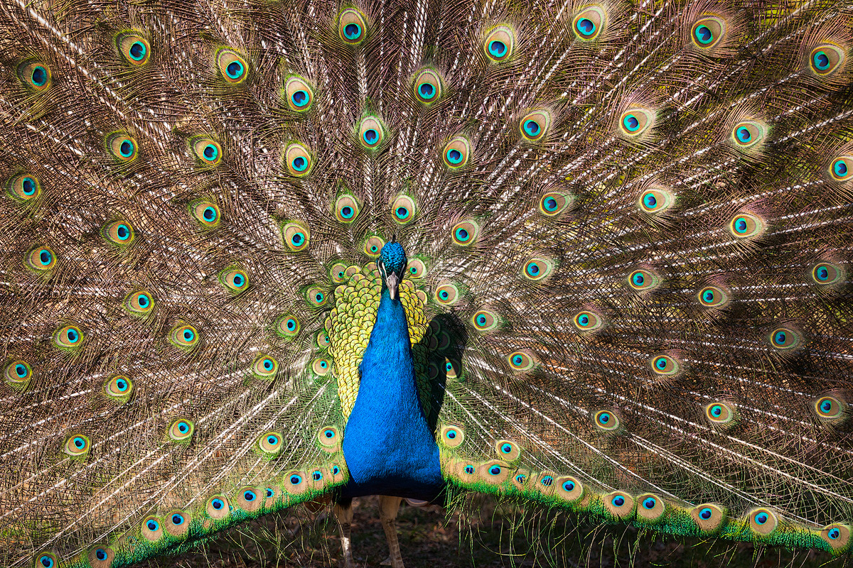 Peacock