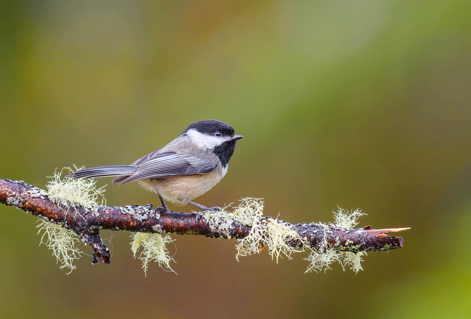 Black-capped Chickadee