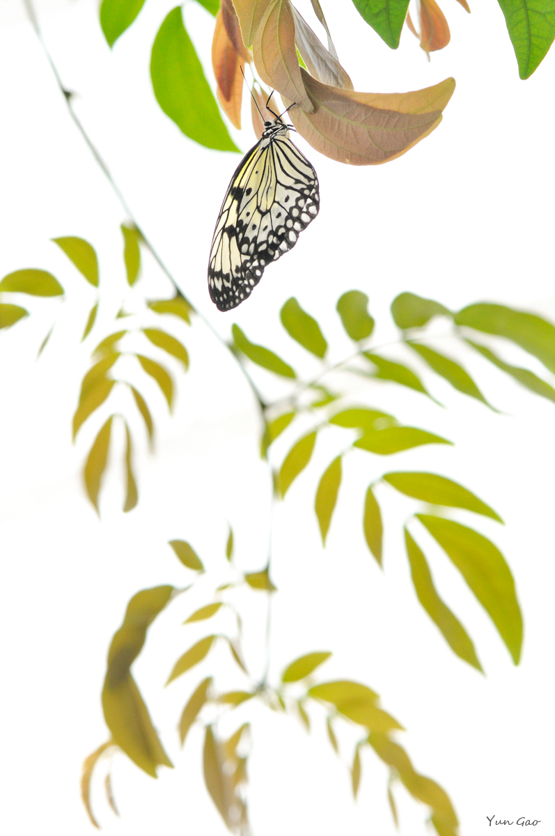 High Key Rice Paper #2