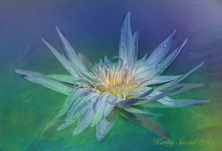 Lilly Fantasy