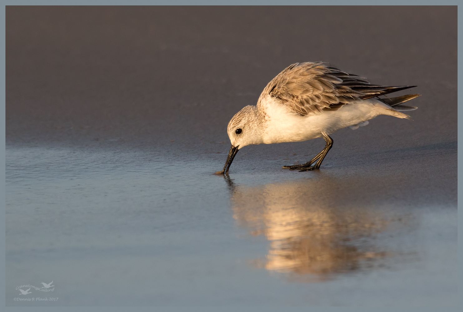 Sanderling