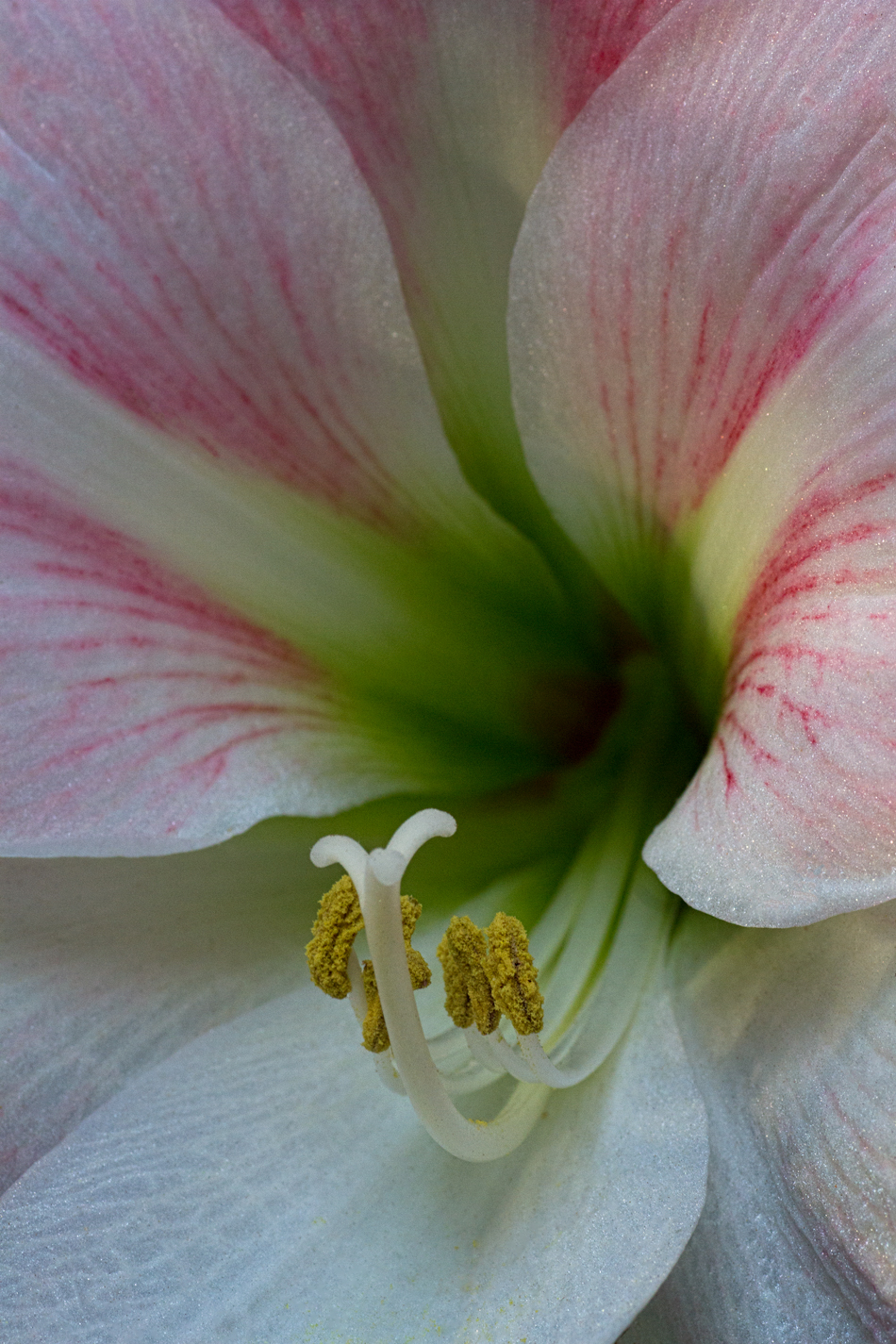 Amaryllis/redo