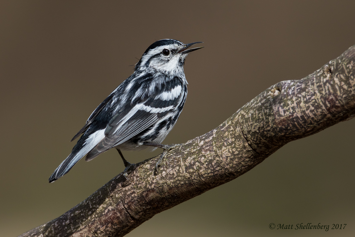 Black-and-white Warbler