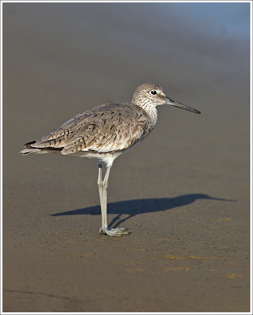Willet at Rest
