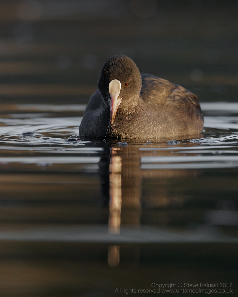 Coot