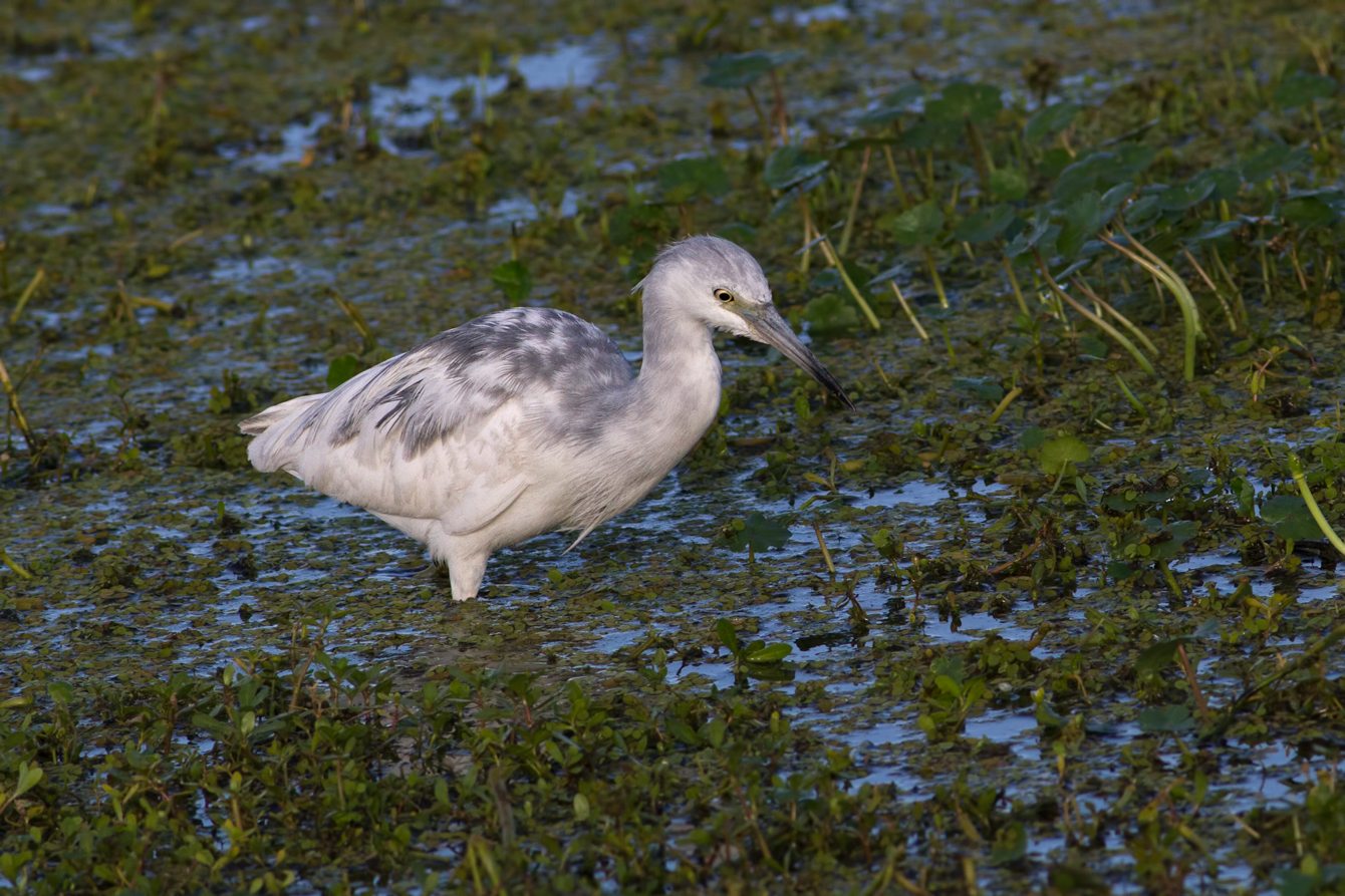 Imm. LB Heron/redo