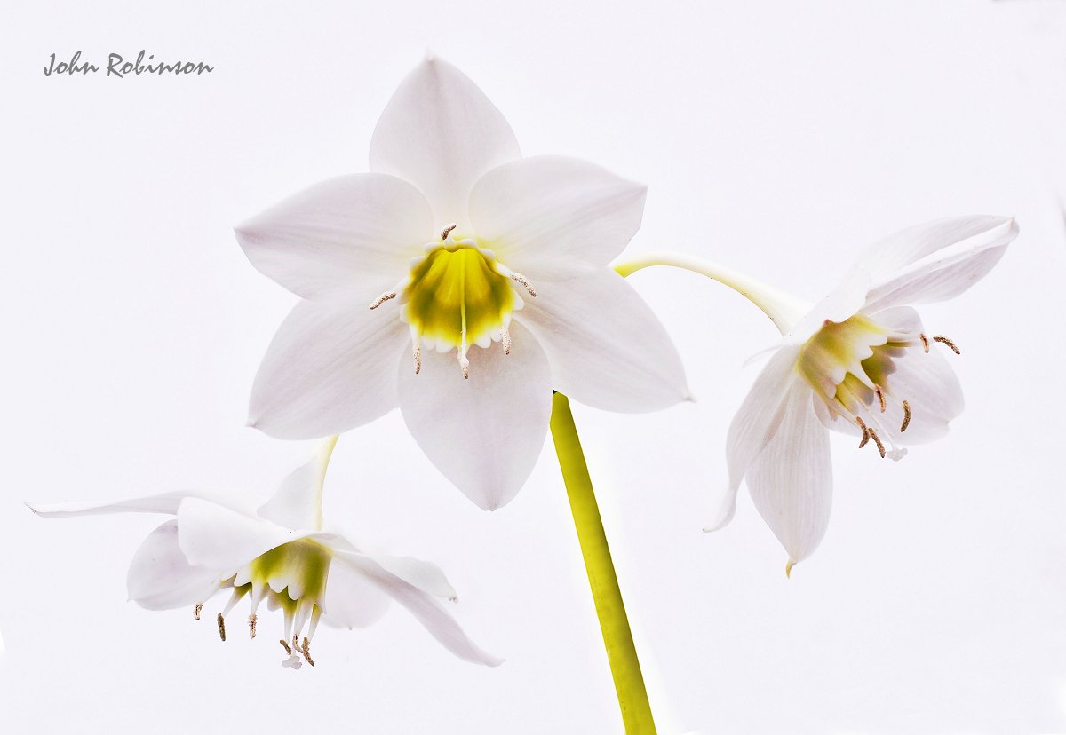 Amazon Lily