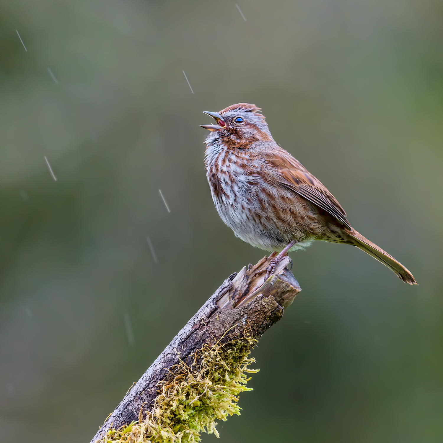 Singing in the rain RP2