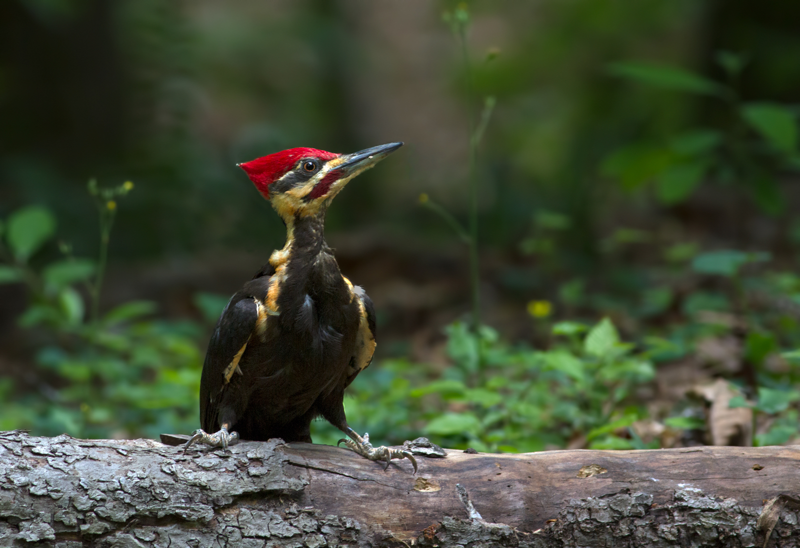 Pil. Woodpecker/redox2