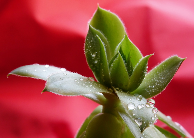 Succulent Leaves