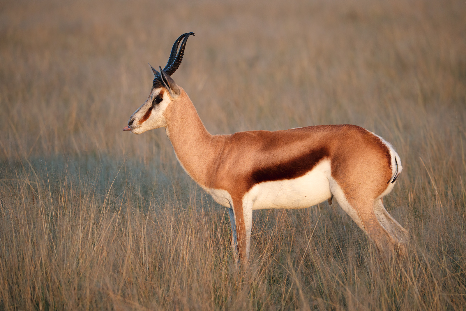 Cheeky Springbok