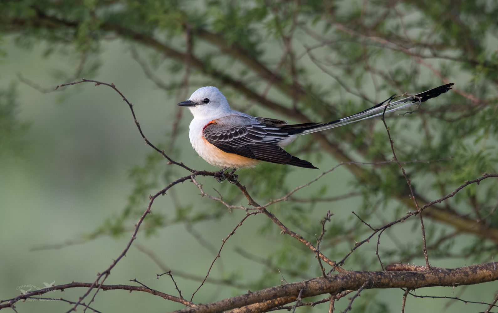 One More Scissortail