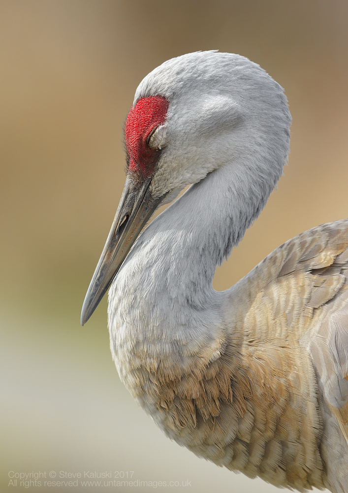 Sandhill Crane