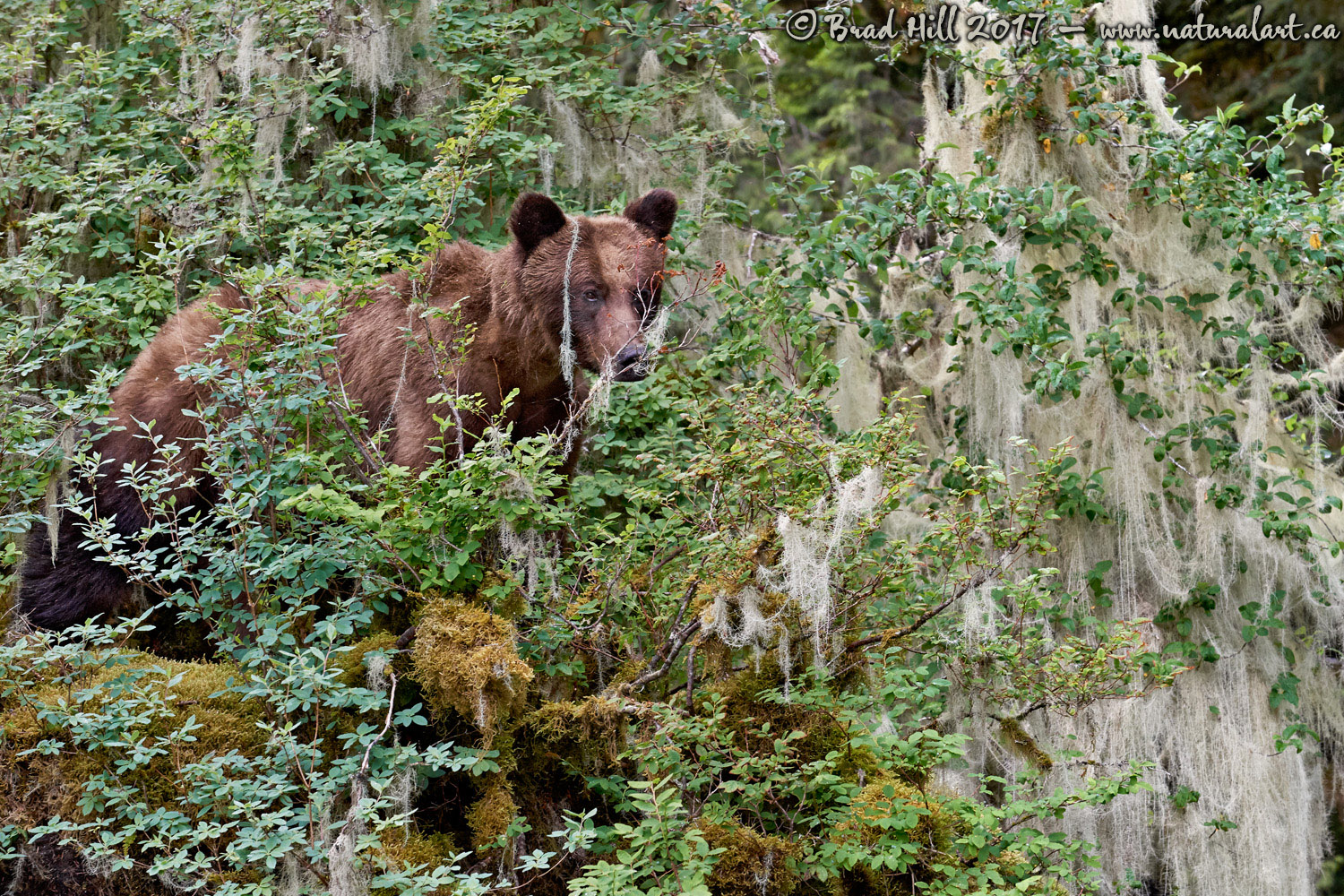 Canadian Rainforest
