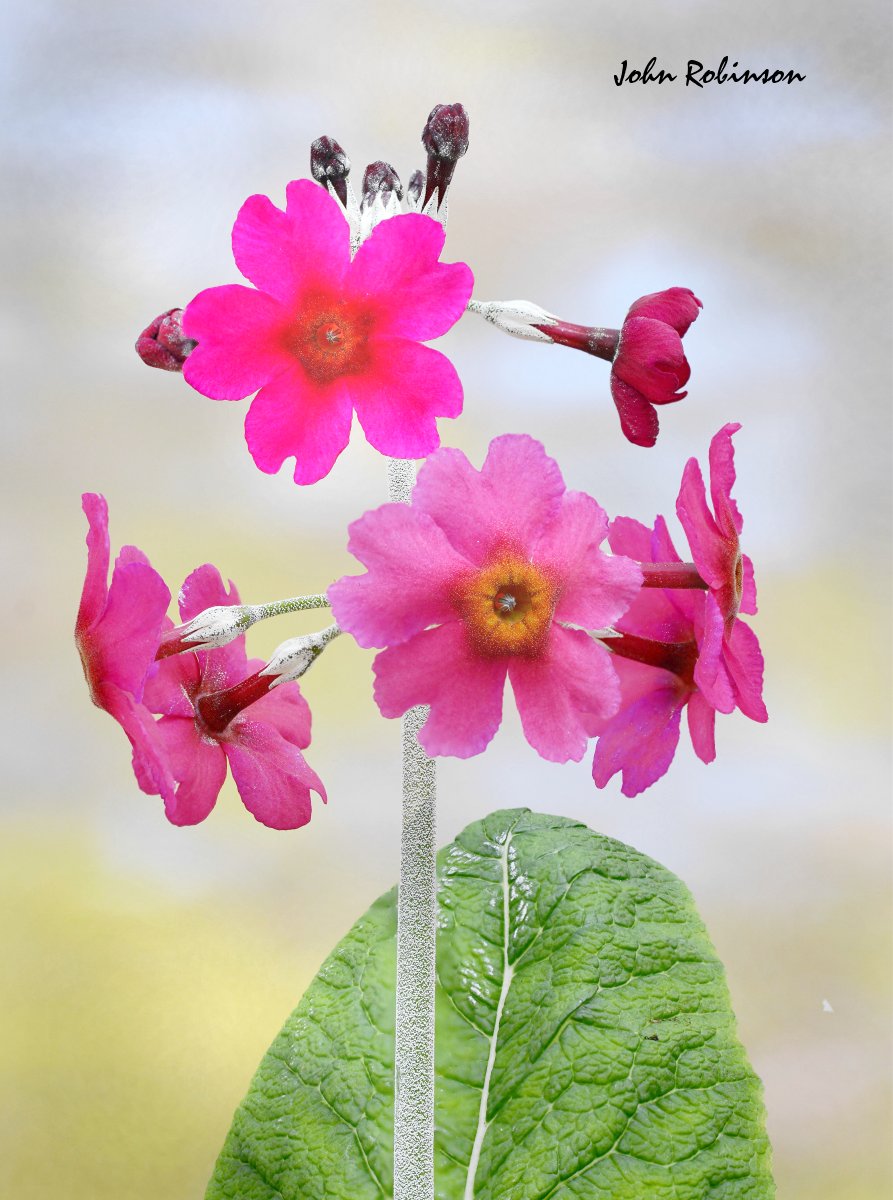 Primula