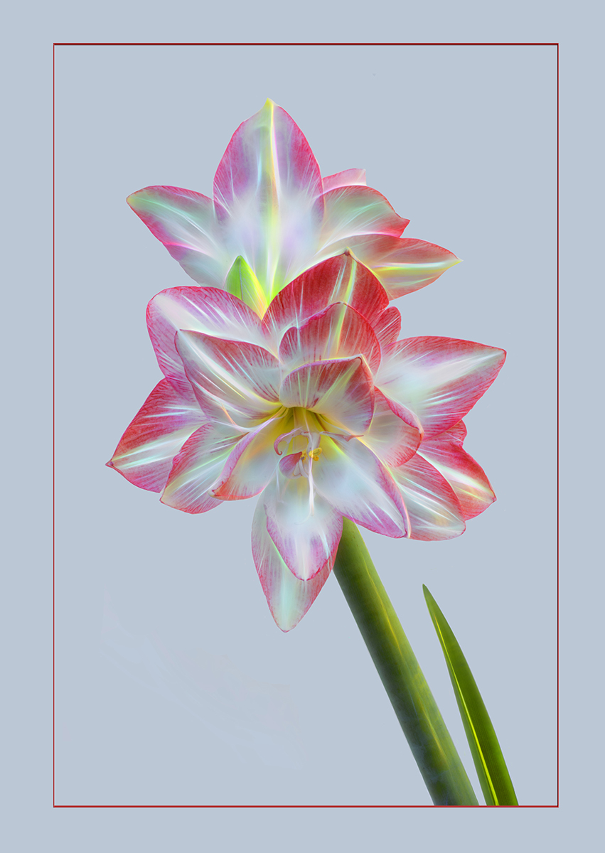 Amaryllis