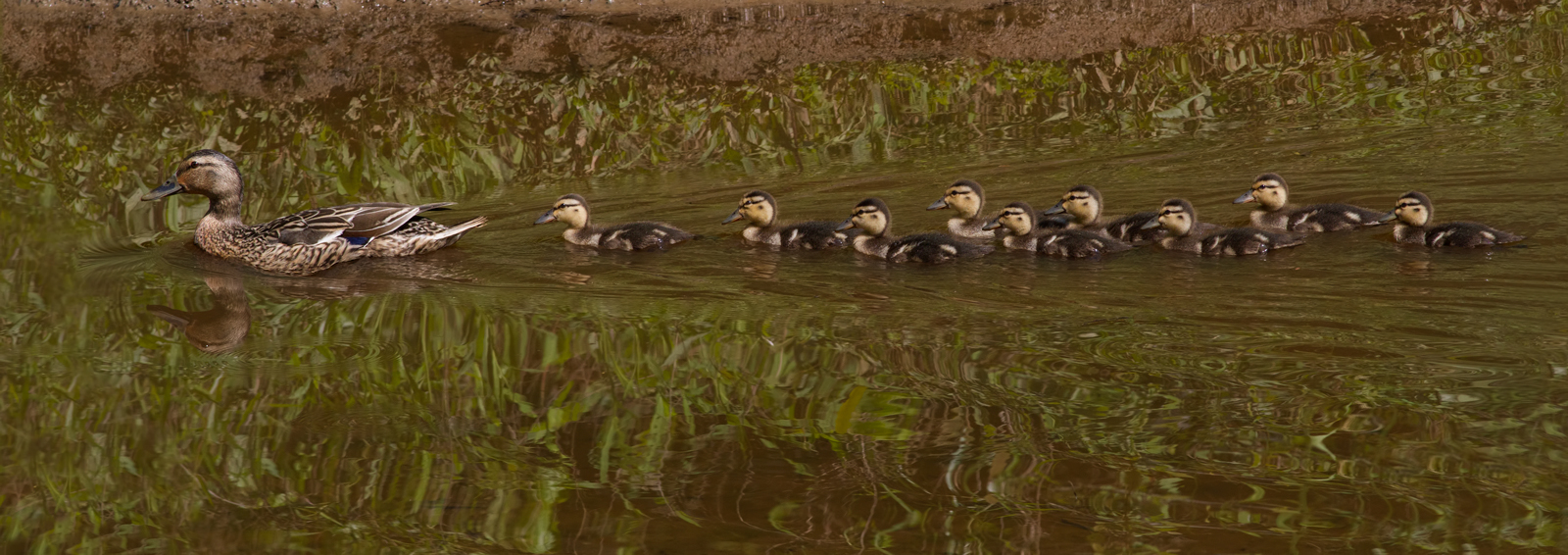 Mallard x 10/redo