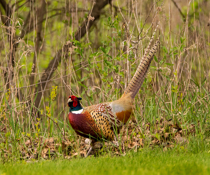 Spring Pheasant