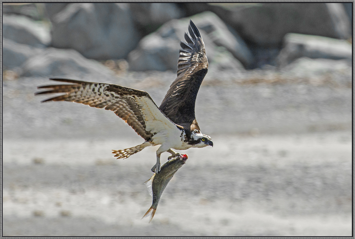 Osprey and Perch