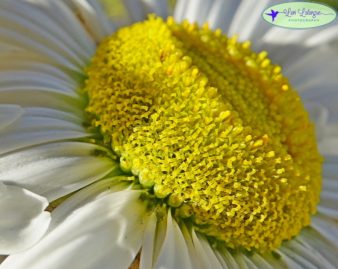 Daisy Central
