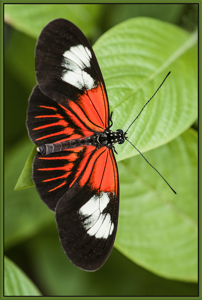 Longwing