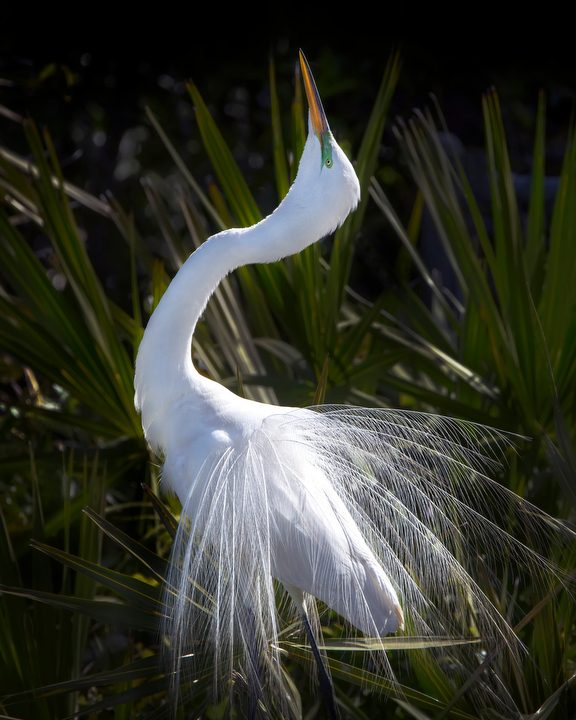 Great Egret Display