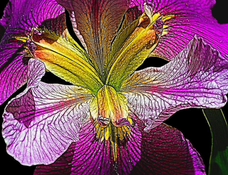 Airbrushed Iris