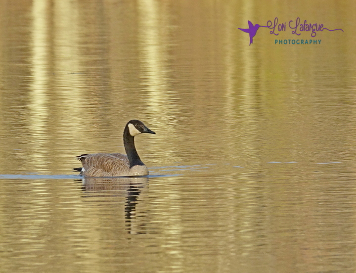 Golden Goose