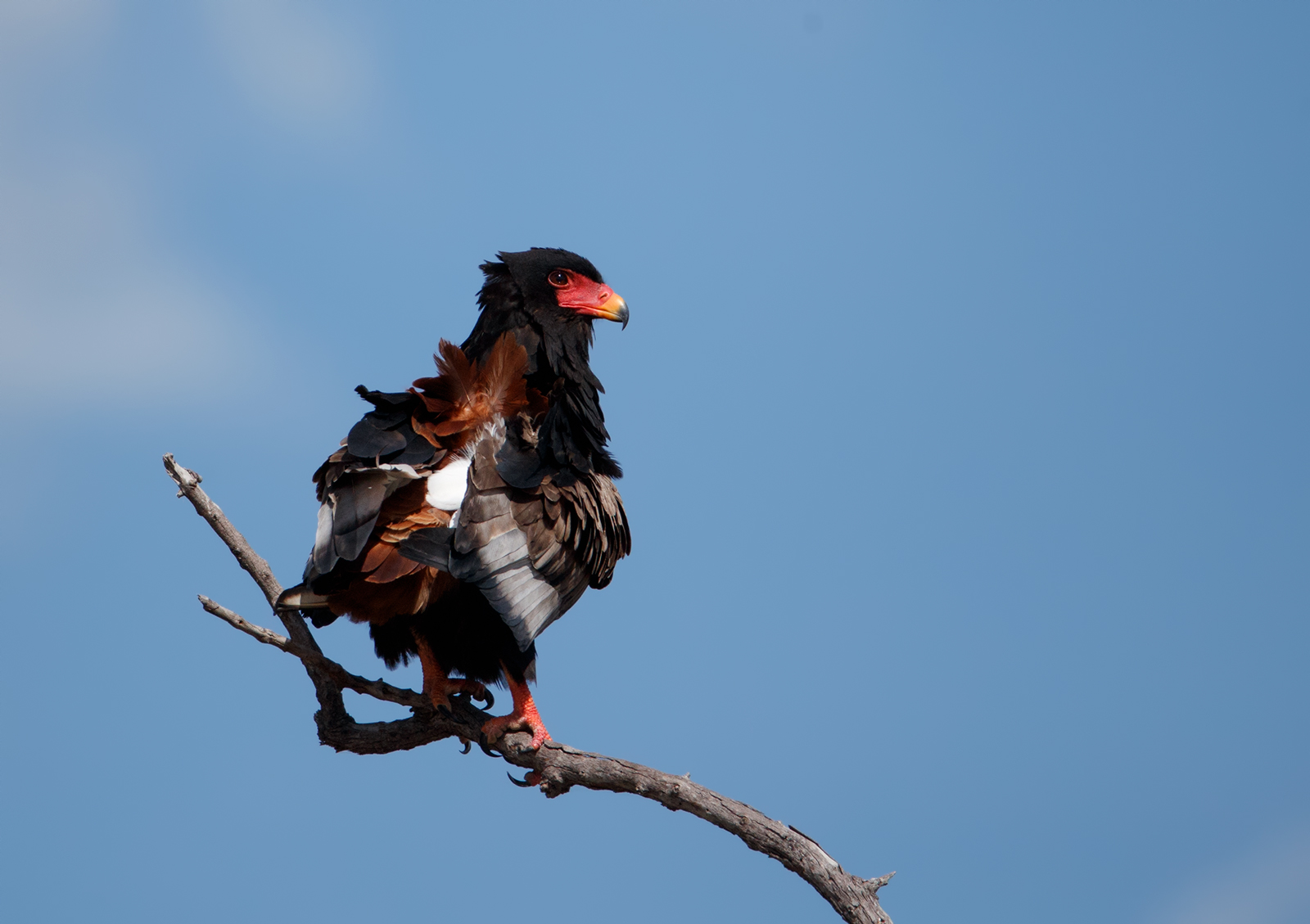 Bateleur Eagle