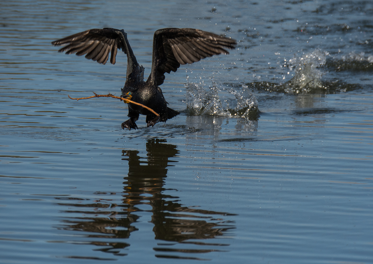 Cormorant + Repost