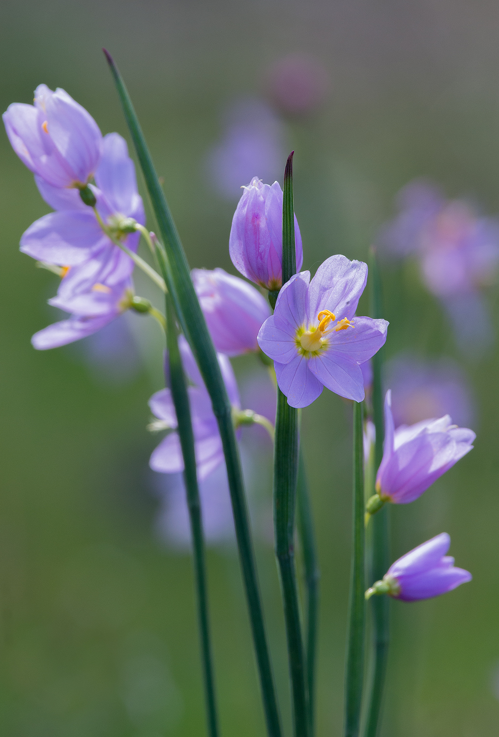 Idaho Blue-eyed Grass
