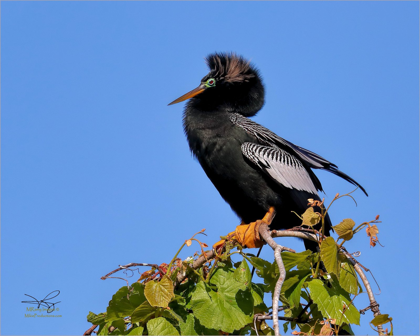 Show-Off