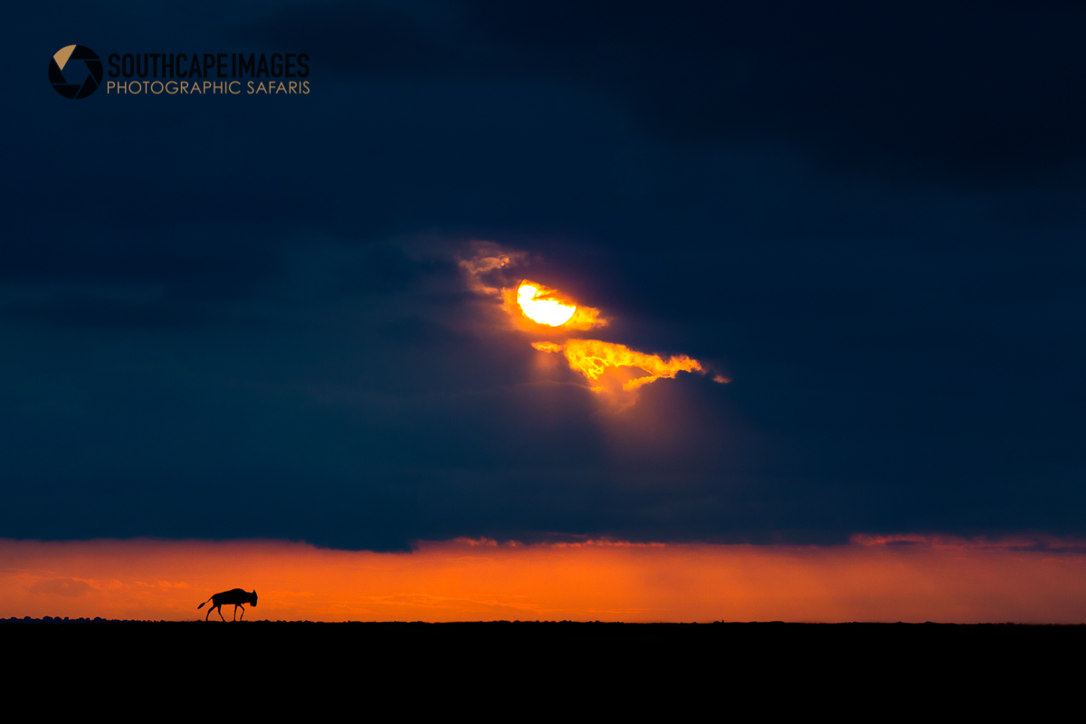 Migration Silhouette 