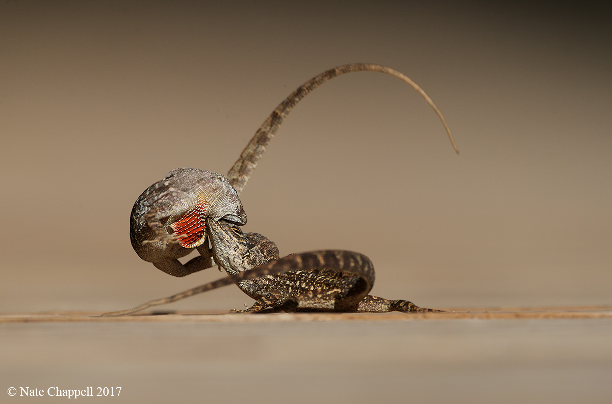 Brown Anoles Fighting