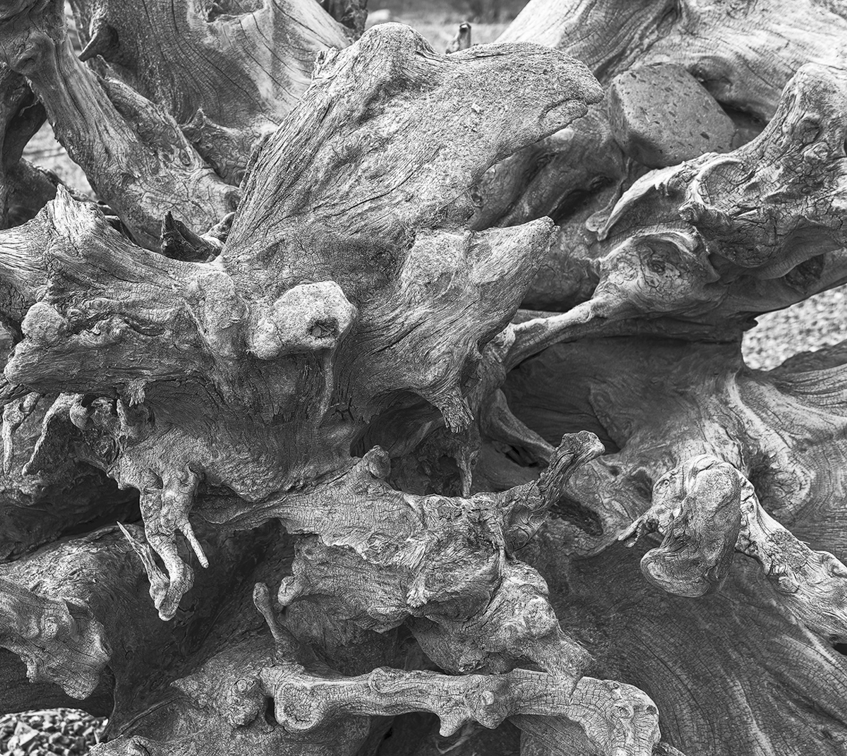 Alpine Driftwood