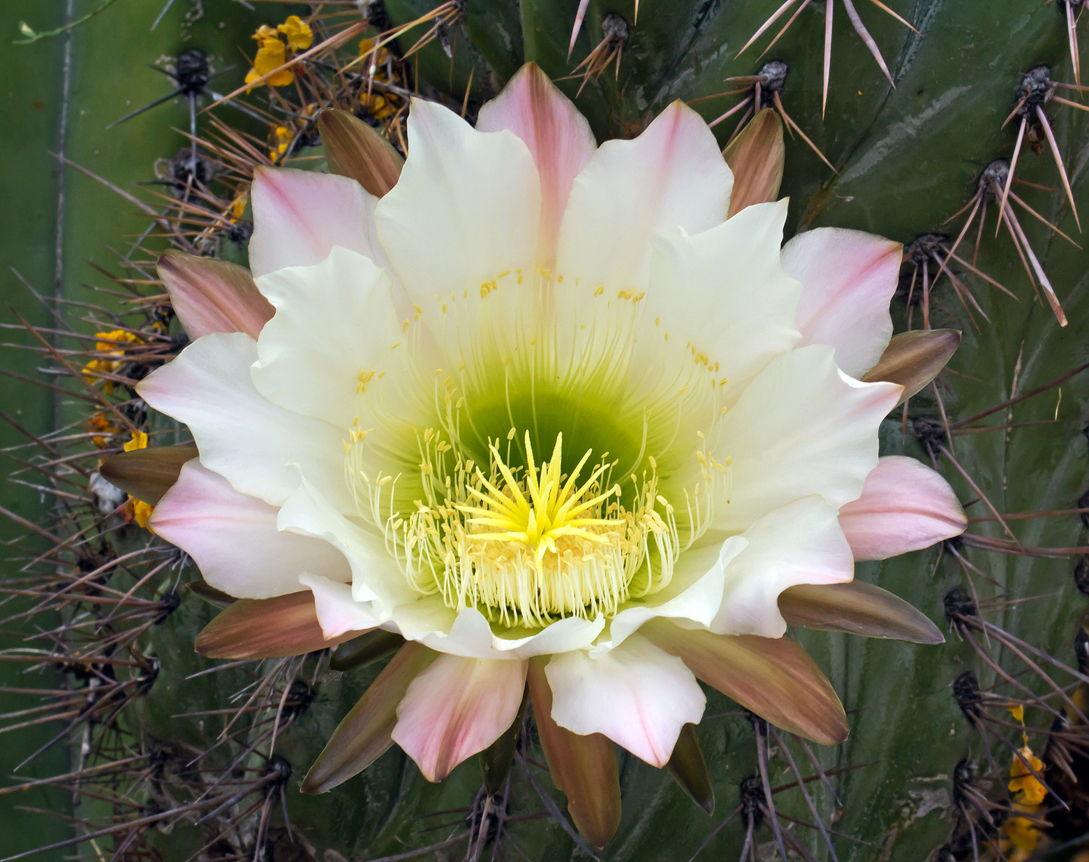 Giant Cactus Blossom