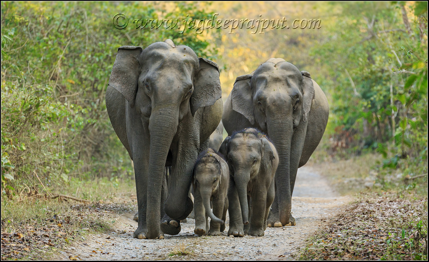 Elephant family