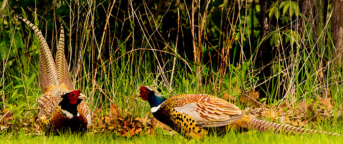 Pheasant staredown