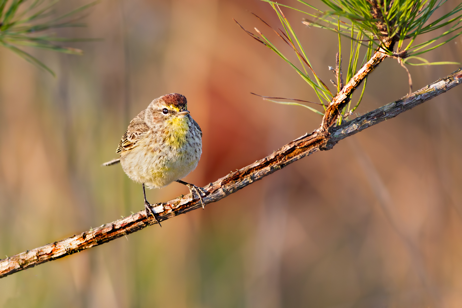 Palm Warbler/redo