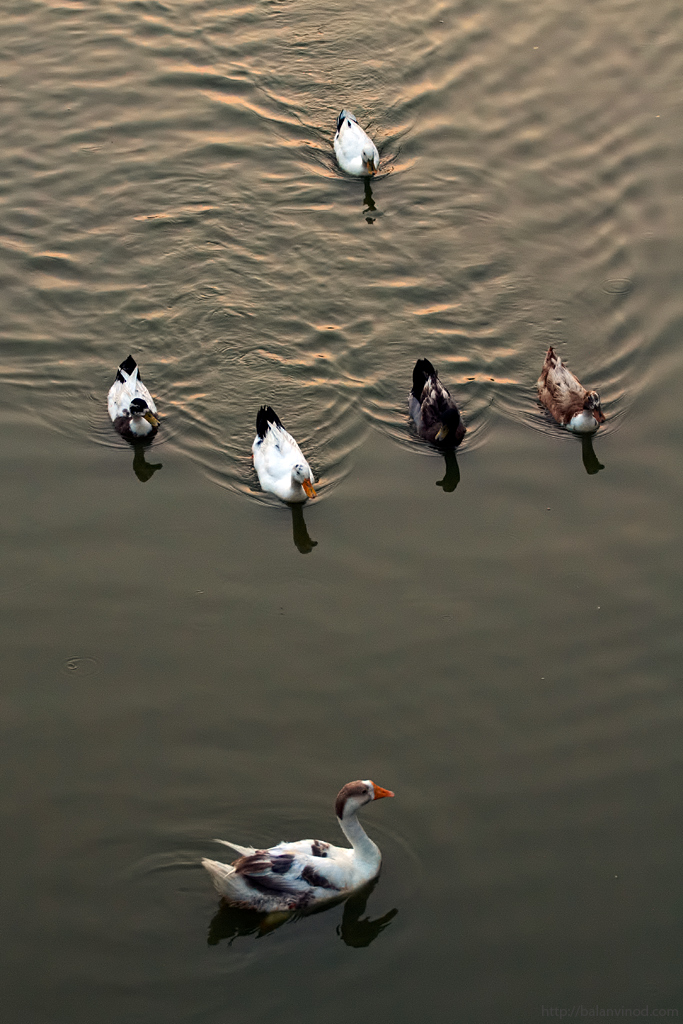 Feral Ducks